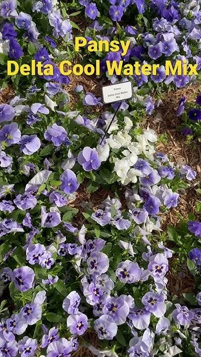 Pansy Delta Pro Cool Water Mix - View 8 from www redcrocus com