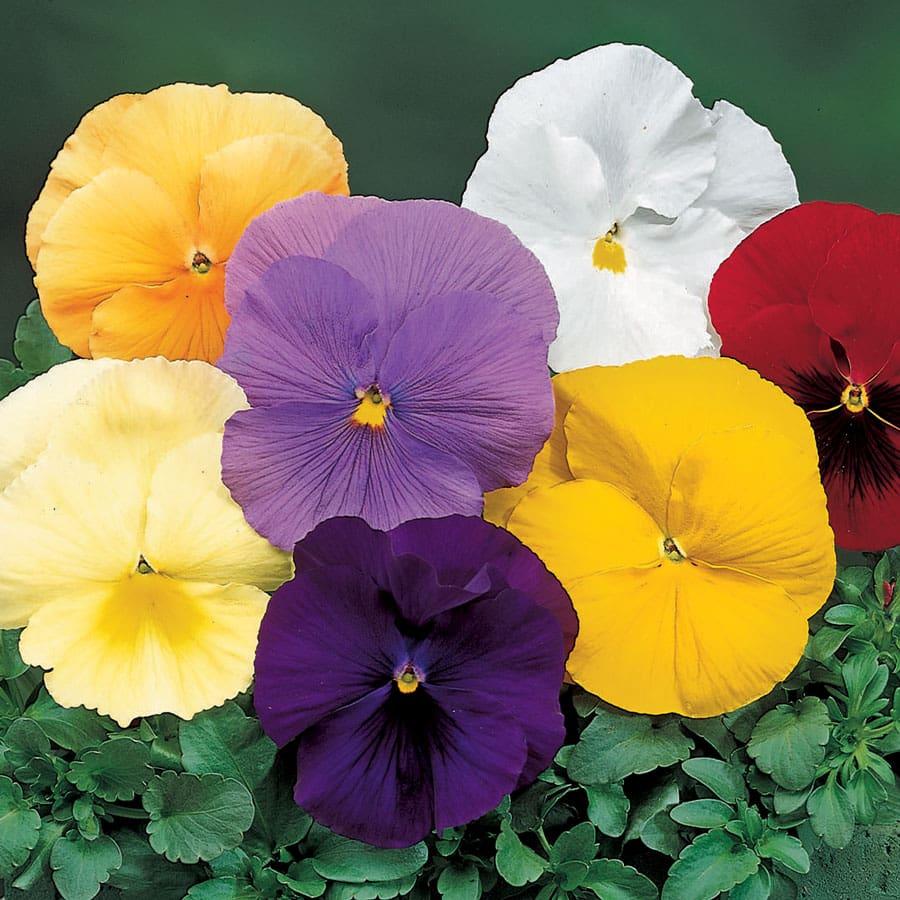Pansy Delta Pro Cool Water Mix - View 9 from www redcrocus com