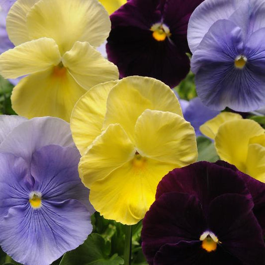 Pansy Spring Matrix Tricolor Mix - View 1 from www redcrocus com