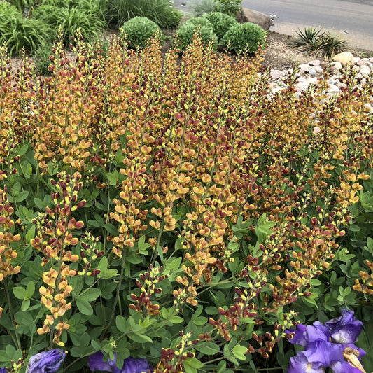 Baptisia Decadence Cherries Jubilee - View 1 from www redcrocus com