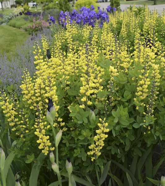 Baptisia Decadence Lemon Meringue - View 1 from www redcrocus com