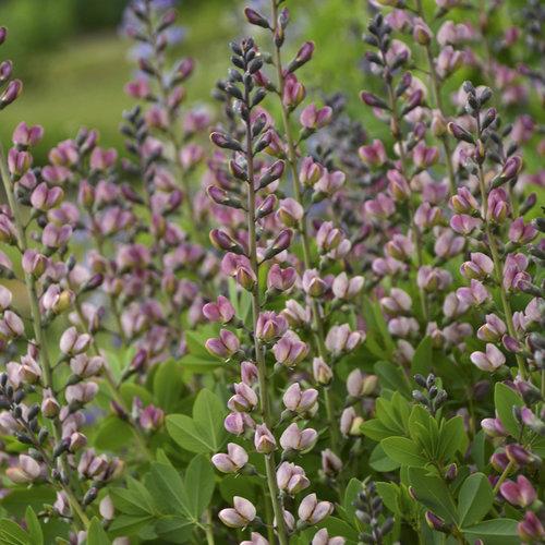 Baptisia Decadence Pink Truffles - View 1 from www redcrocus com