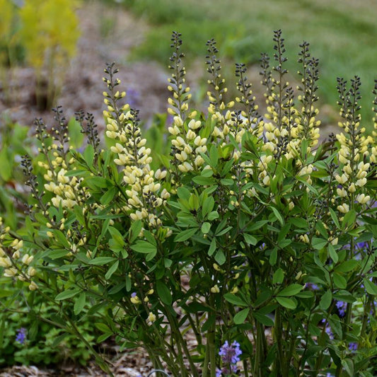 Baptisia Decadence Vanilla Cream - View 10 from www redcrocus com