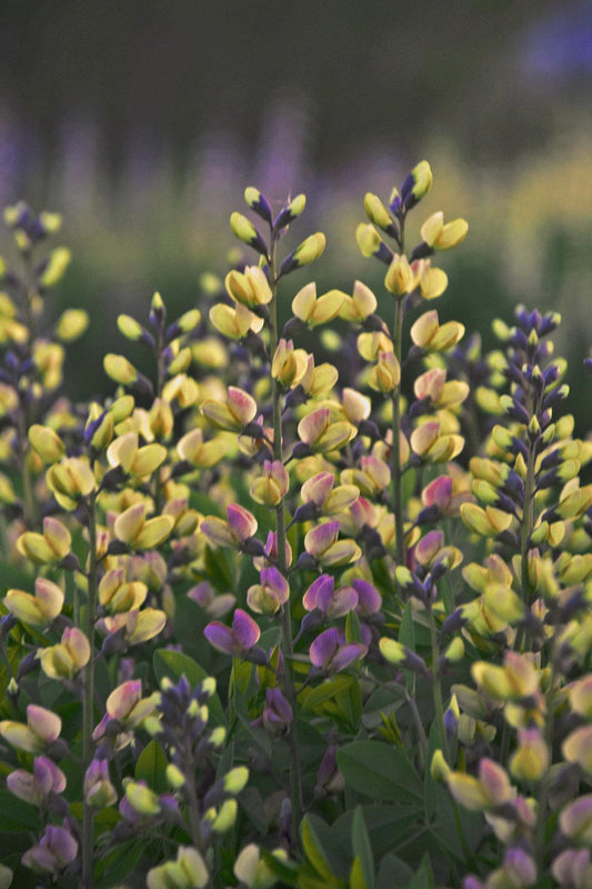 Baptisia Decadence Pink Lemonade - View 1 from www redcrocus com
