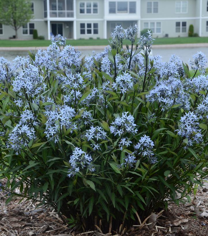 Amsonia Tabernaemontana Storm Cloud - View 12 from www redcrocus com