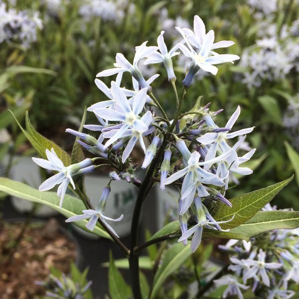 Amsonia Tabernaemontana Storm Cloud - View 17 from www redcrocus com
