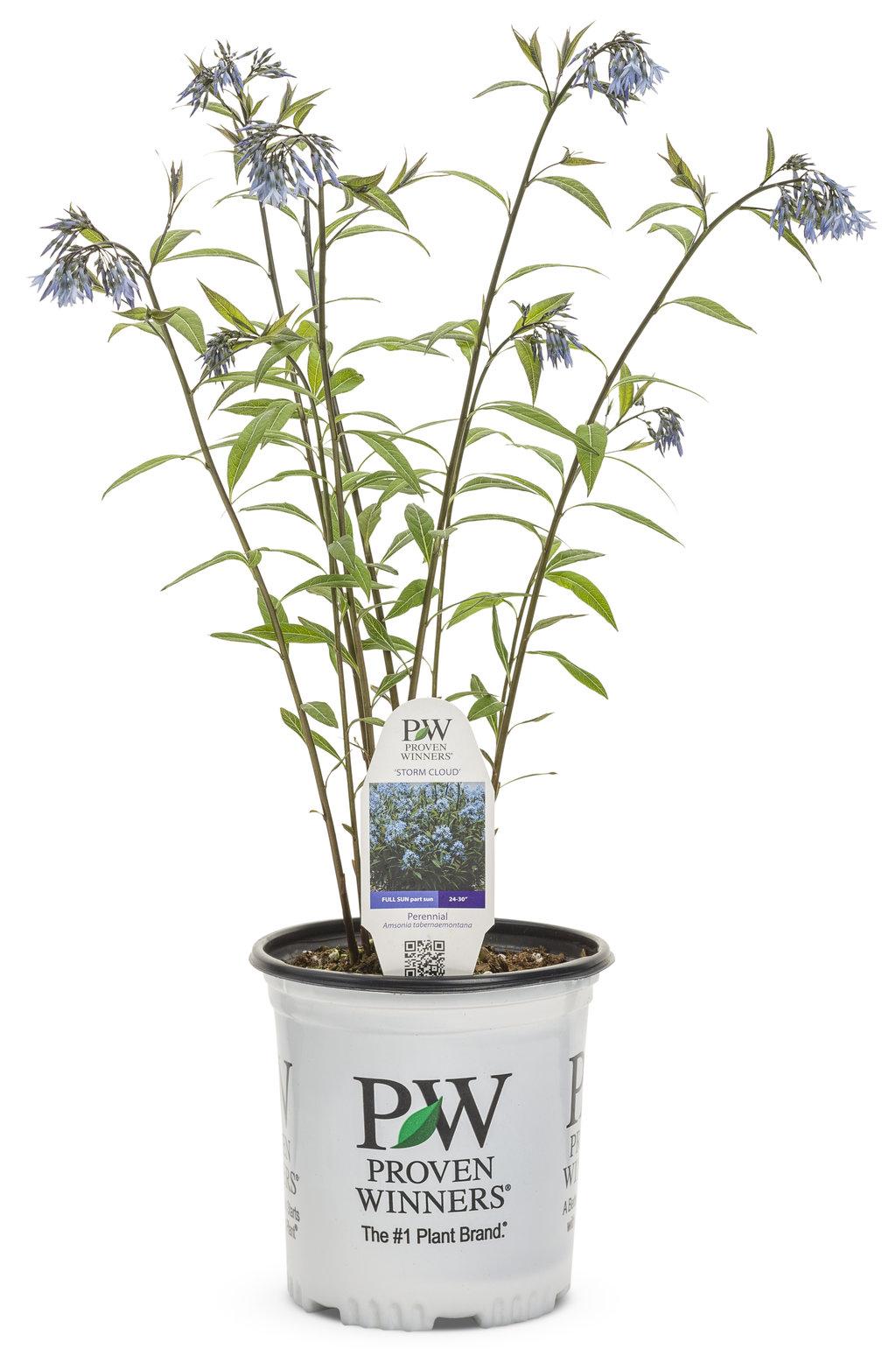 Amsonia Tabernaemontana Storm Cloud - View 18 from www redcrocus com