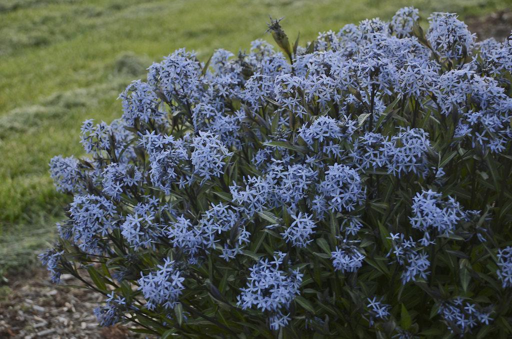 Amsonia Tabernaemontana Storm Cloud - View 1 from www redcrocus com