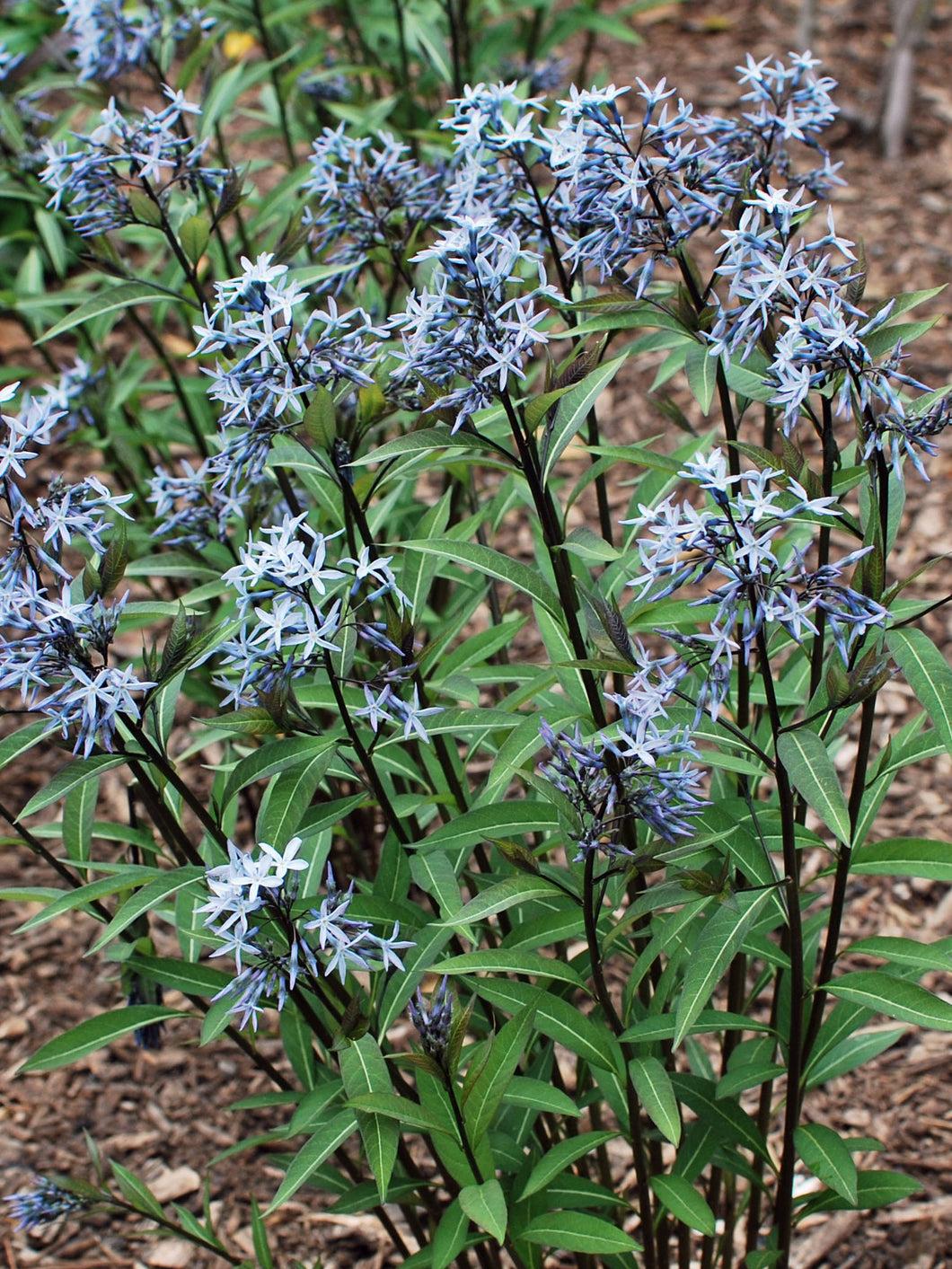 Amsonia Tabernaemontana Storm Cloud - View 20 from www redcrocus com
