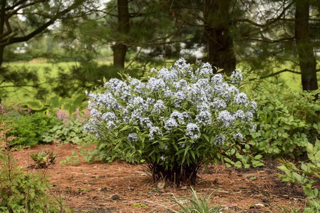 Amsonia Tabernaemontana Storm Cloud - View 5 from www redcrocus com