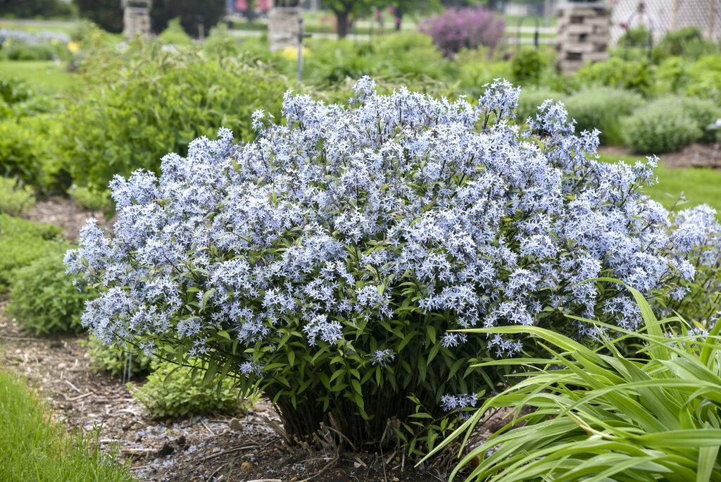 Amsonia Tabernaemontana Storm Cloud - View 7 from www redcrocus com