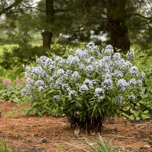 Amsonia Tabernaemontana Storm Cloud - View 8 from www redcrocus com