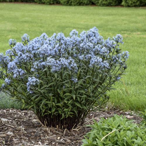 Amsonia Tabernaemontana Storm Cloud - View 9 from www redcrocus com