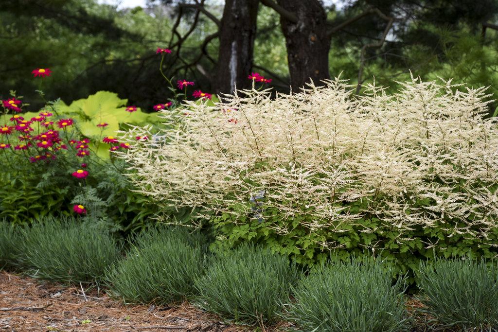 Aruncus Chantilly Lace - View 10 from www redcrocus com