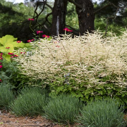 Aruncus Chantilly Lace - View 11 from www redcrocus com