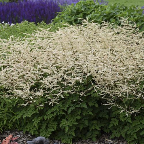 Aruncus Chantilly Lace - View 13 from www redcrocus com