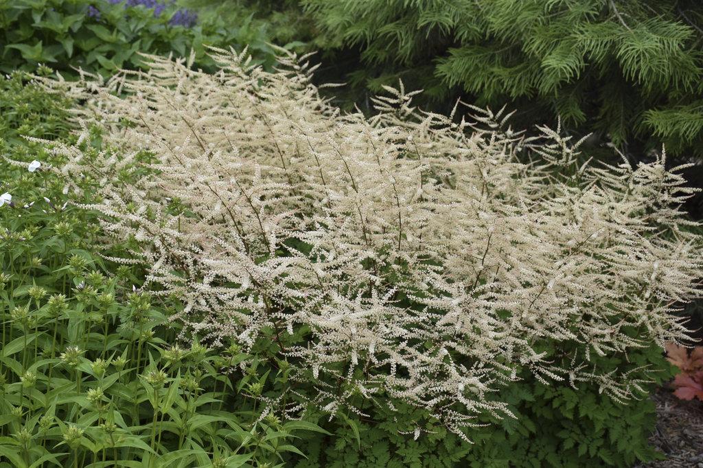 Aruncus Chantilly Lace - View 14 from www redcrocus com