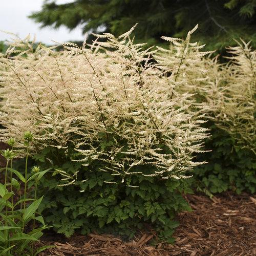Aruncus Chantilly Lace - View 15 from www redcrocus com