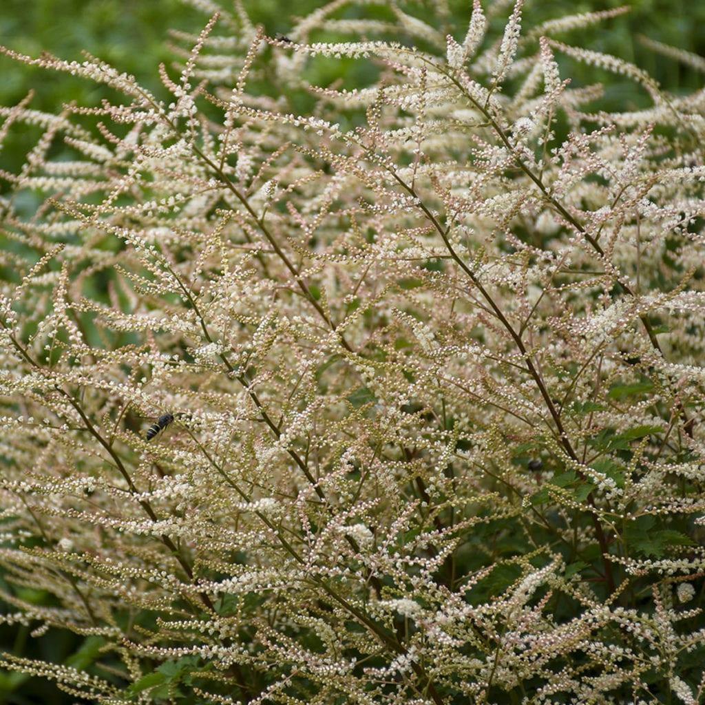 Aruncus Chantilly Lace - View 16 from www redcrocus com