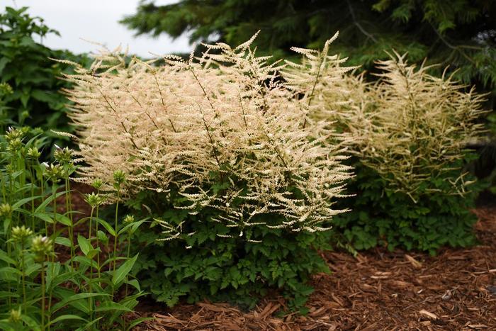 Aruncus Chantilly Lace - View 19 from www redcrocus com