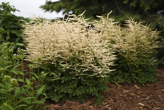 Aruncus Chantilly Lace - View 1 from www redcrocus com