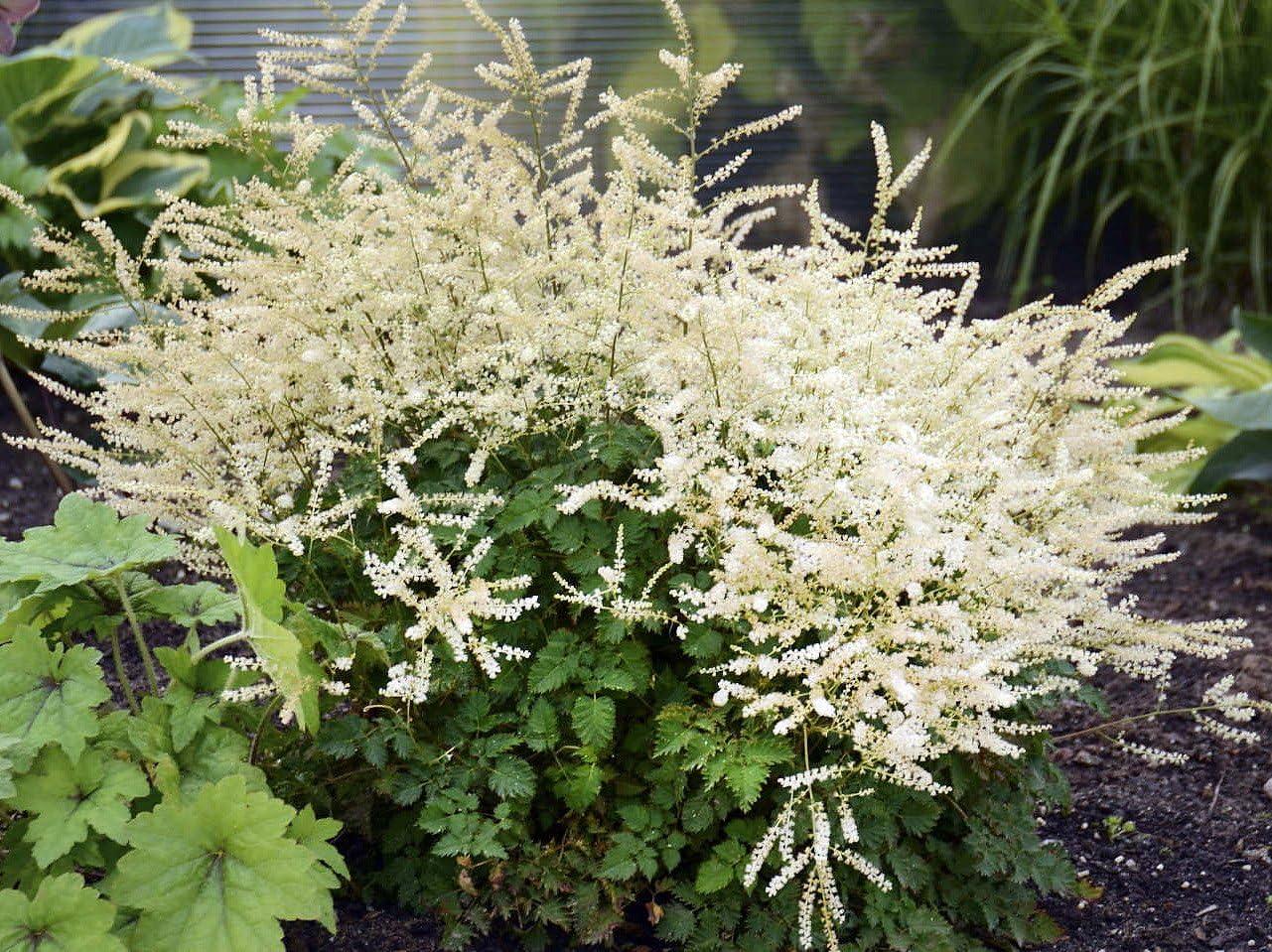 Aruncus Chantilly Lace - View 20 from www redcrocus com