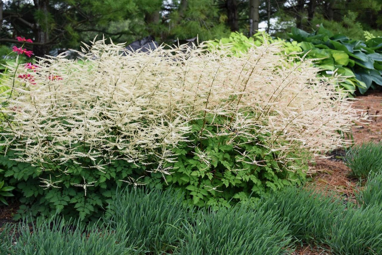 Aruncus Chantilly Lace - View 3 from www redcrocus com