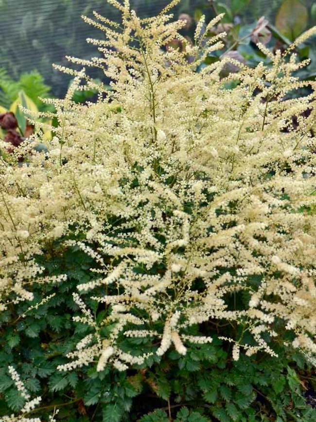 Aruncus Chantilly Lace - View 4 from www redcrocus com