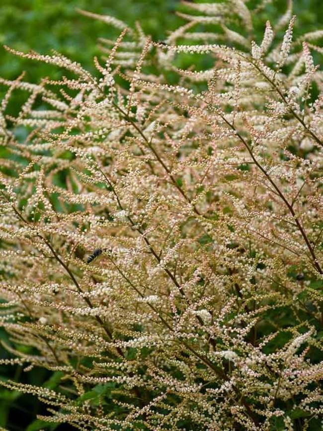 Aruncus Chantilly Lace - View 5 from www redcrocus com