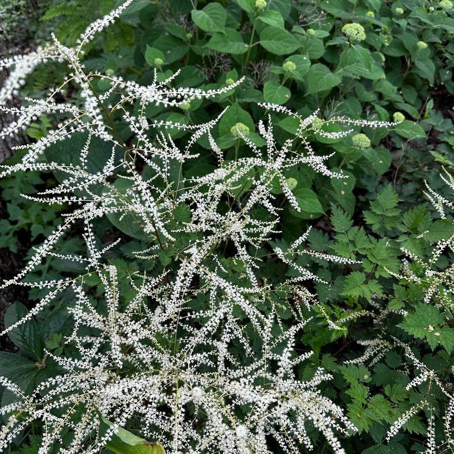 Aruncus Chantilly Lace - View 6 from www redcrocus com