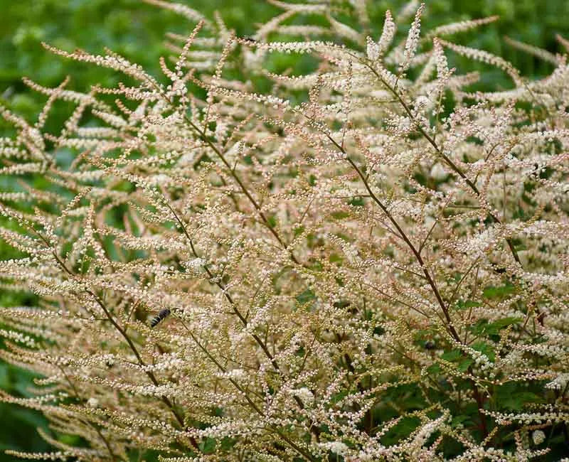 Aruncus Chantilly Lace - View 6 from www redcrocus com