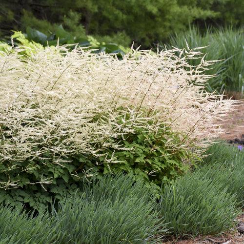 Aruncus Chantilly Lace - View 7 from www redcrocus com