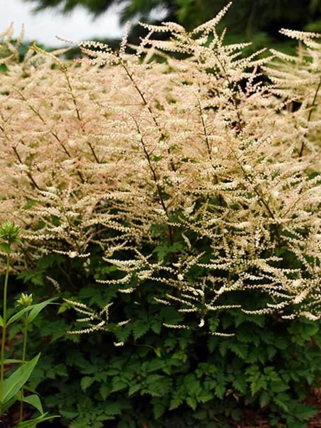 Aruncus Chantilly Lace - View 8 from www redcrocus com