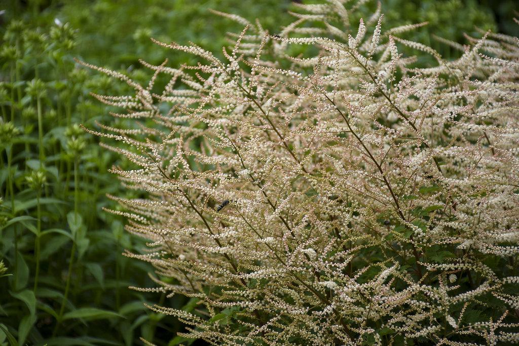 Aruncus Chantilly Lace - View 9 from www redcrocus com