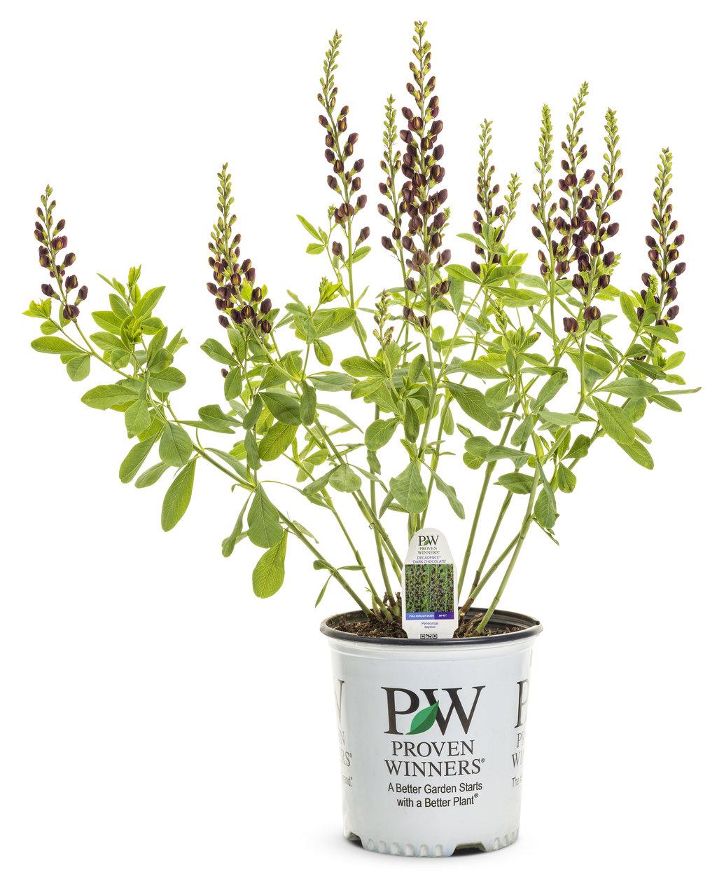 Baptisia Decadence Dark Chocolate - View 11 from www redcrocus com