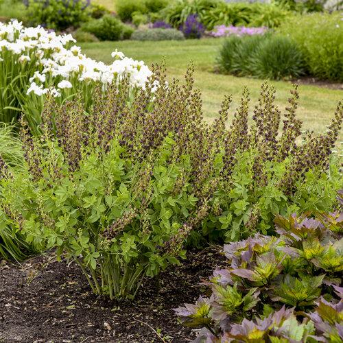 Baptisia Decadence Dark Chocolate - View 12 from www redcrocus com
