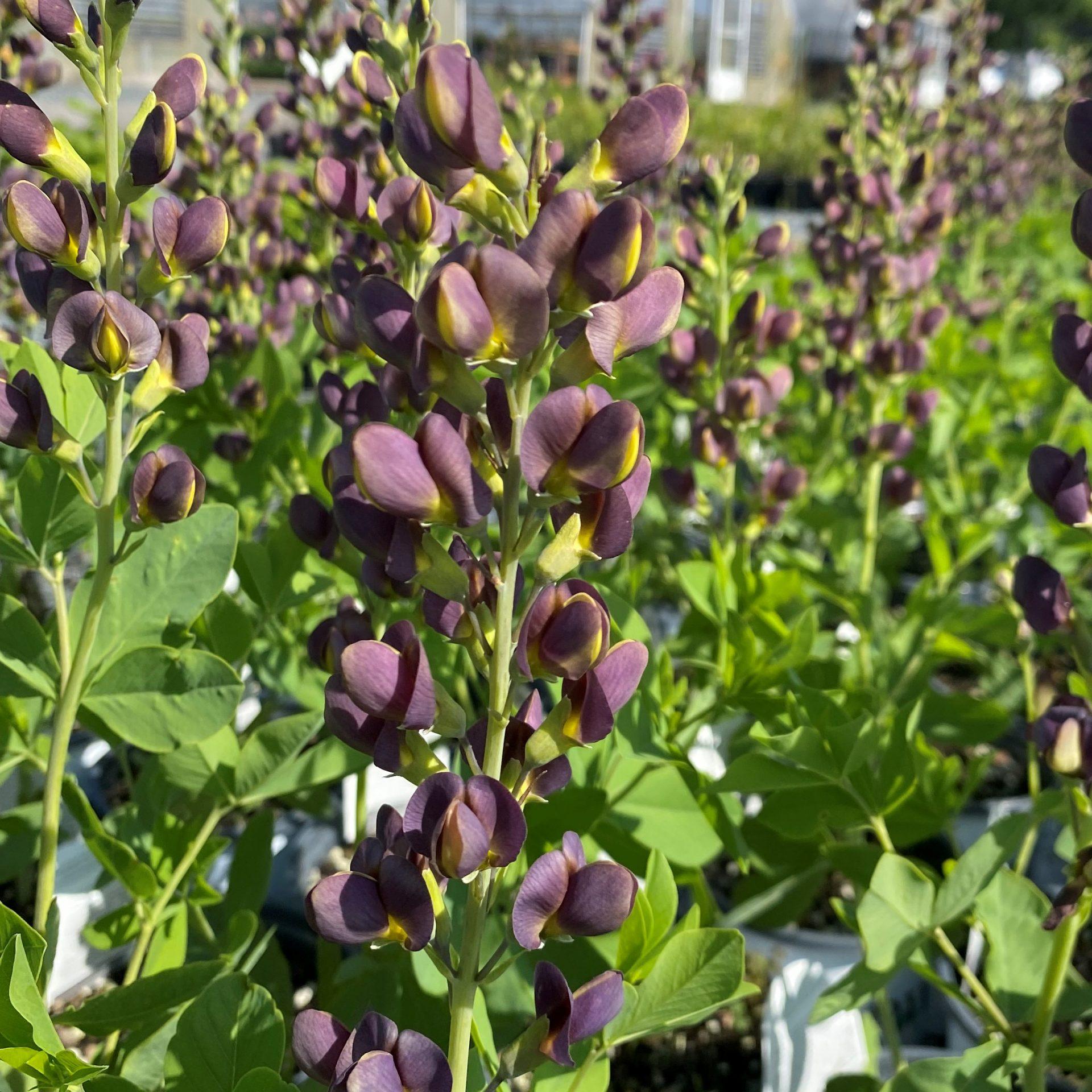 Baptisia Decadence Dark Chocolate - View 13 from www redcrocus com