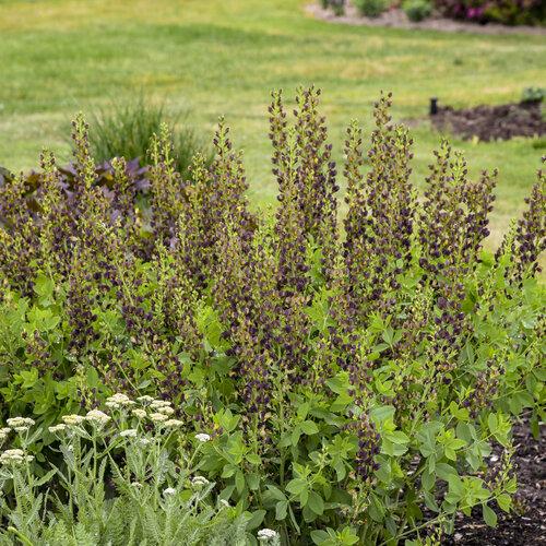 Baptisia Decadence Dark Chocolate - View 15 from www redcrocus com