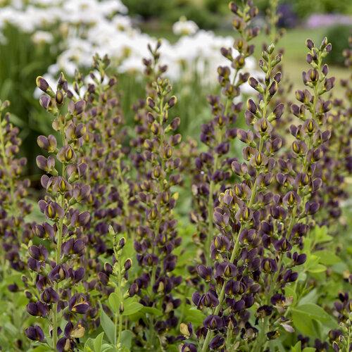 Baptisia Decadence Dark Chocolate - View 16 from www redcrocus com