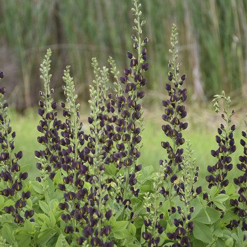 Baptisia Decadence Dark Chocolate - View 17 from www redcrocus com
