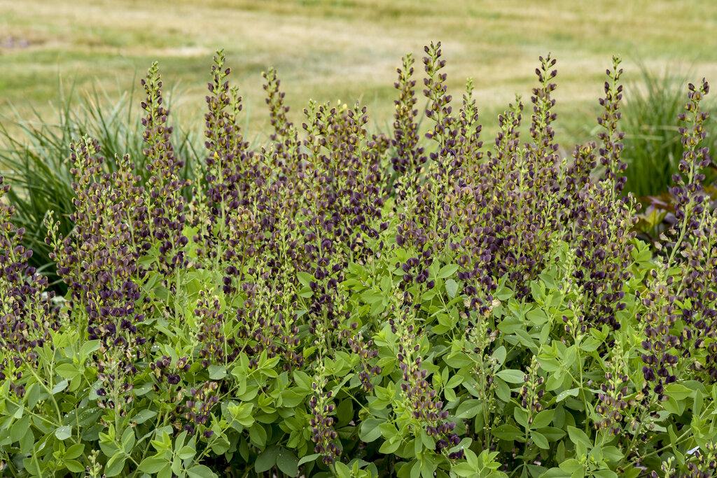 Baptisia Decadence Dark Chocolate - View 18 from www redcrocus com