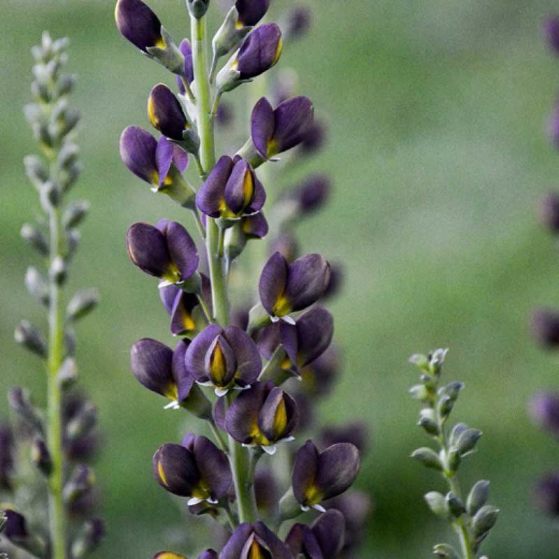 Baptisia Decadence Dark Chocolate - View 1 from www redcrocus com