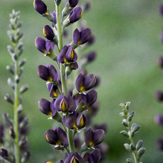 Baptisia Decadence Dark Chocolate - View 1 from www redcrocus com