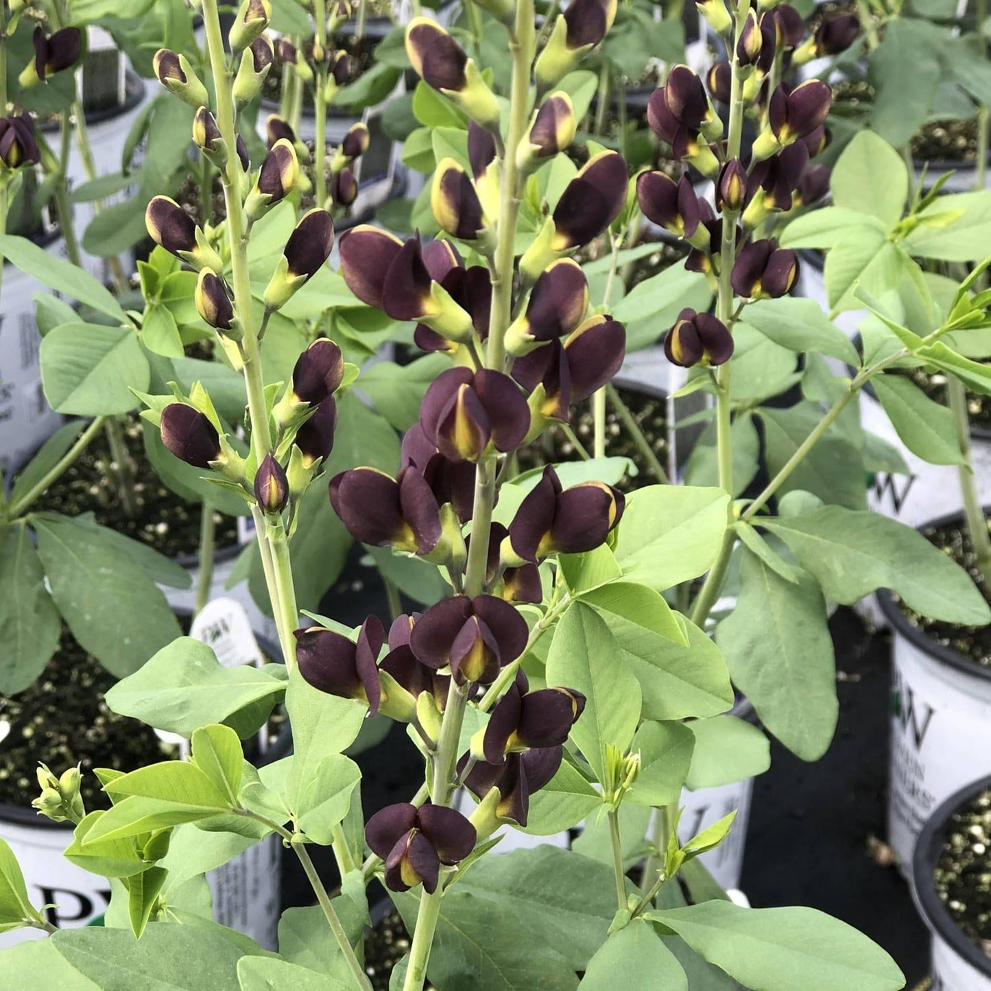 Baptisia Decadence Dark Chocolate - View 2 from www redcrocus com