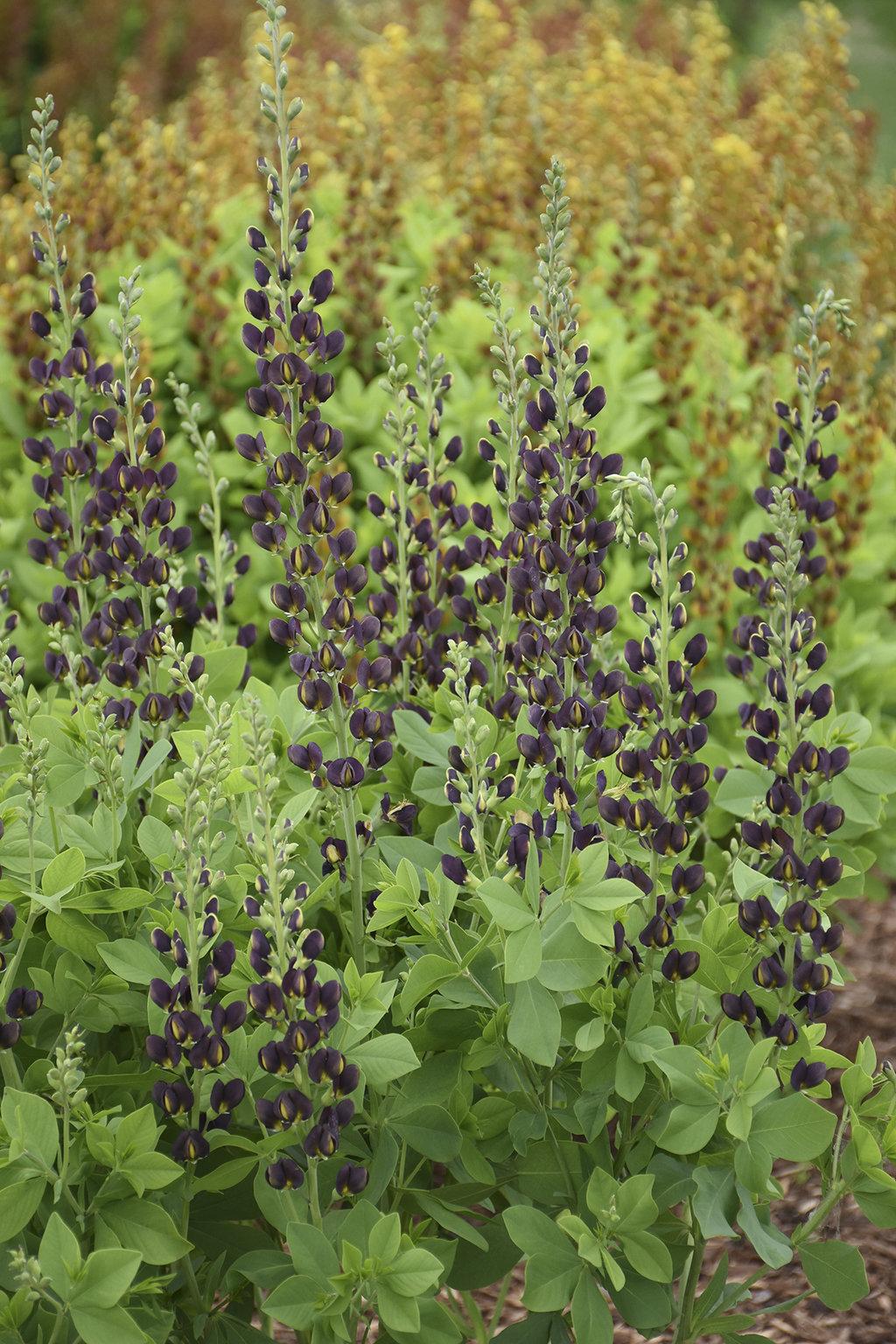 Baptisia Decadence Dark Chocolate - View 3 from www redcrocus com