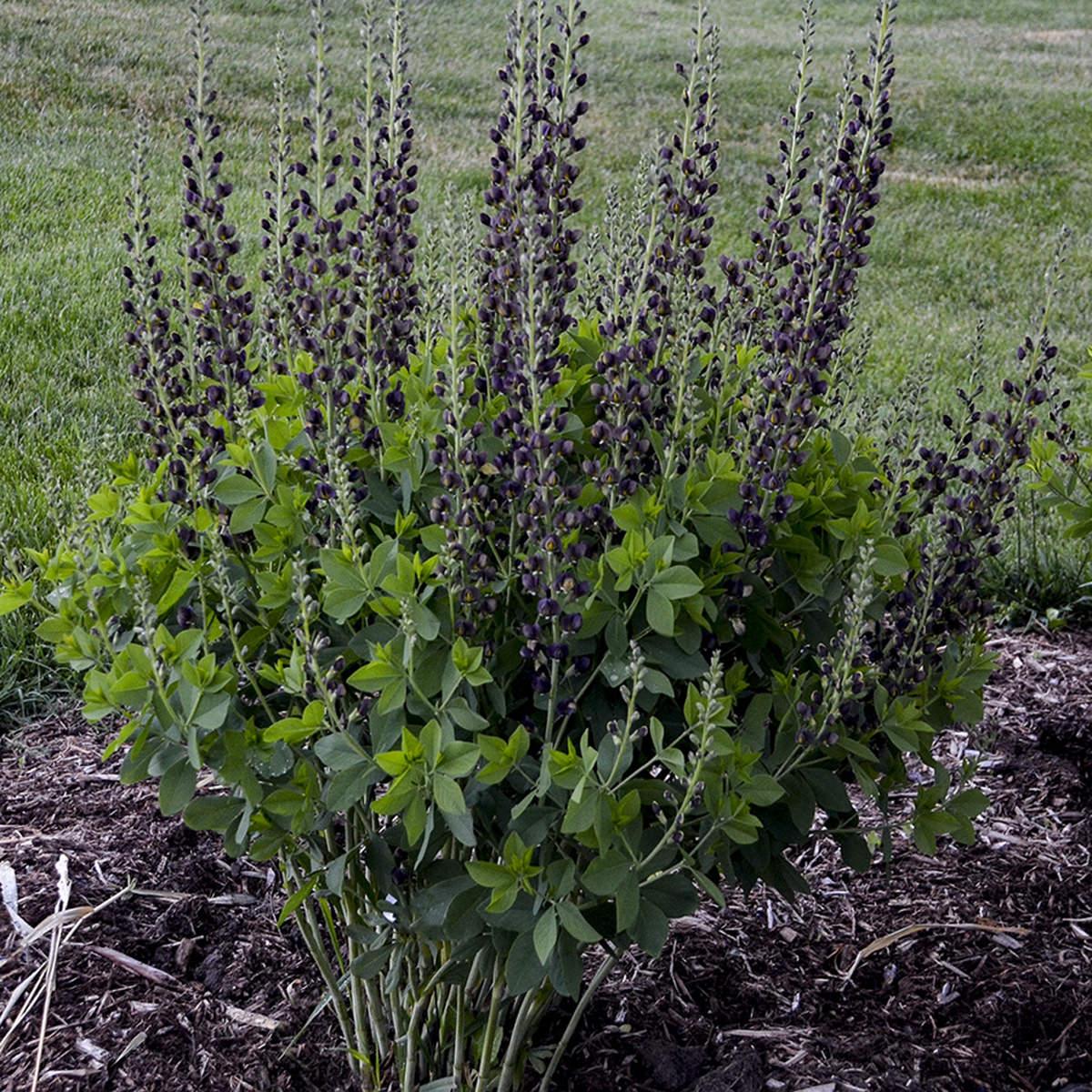 Baptisia Decadence Dark Chocolate - View 4 from www redcrocus com