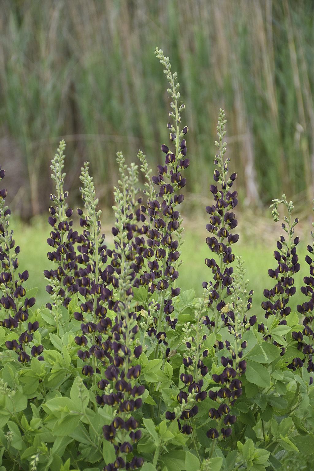 Baptisia Decadence Dark Chocolate - View 5 from www redcrocus com