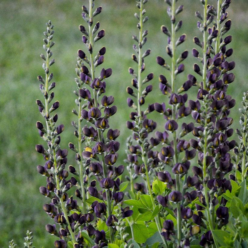 Baptisia Decadence Dark Chocolate - View 6 from www redcrocus com