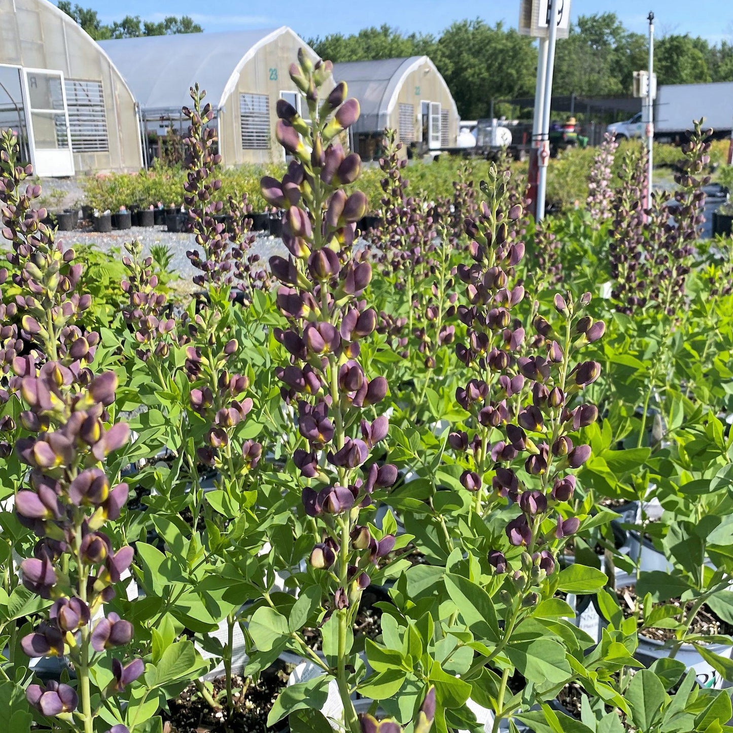Baptisia Decadence Dark Chocolate - View 7 from www redcrocus com