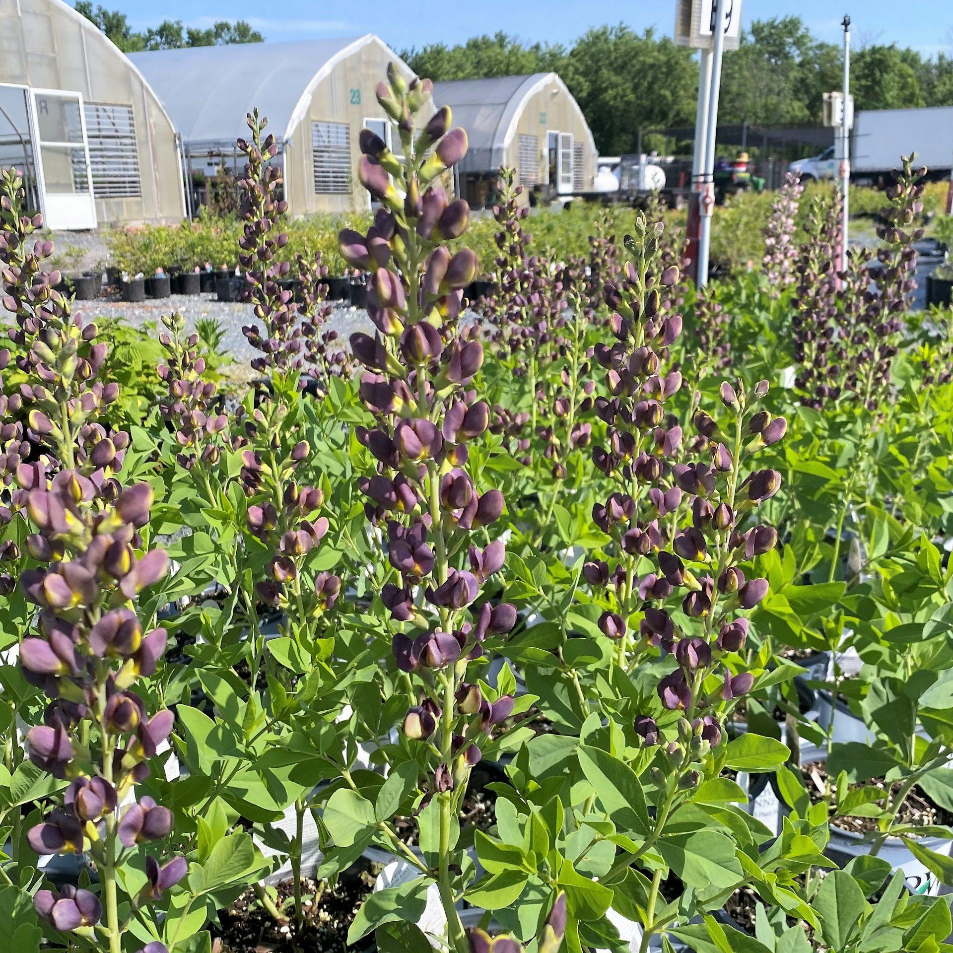 Baptisia Decadence Dark Chocolate - View 7 from www redcrocus com